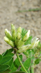 Astragalus cicer