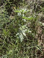 Ambrosia acanthicarpa