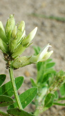 Astragalus cicer