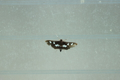 Desmia funeralis