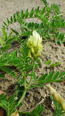 Astragalus cicer