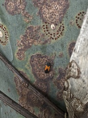 Melanopleurus inflatus