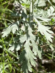 Ambrosia acanthicarpa