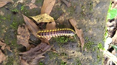 Myriapoda
