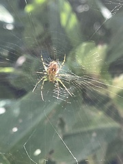 Mangora