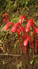 Monotropa coccinea
