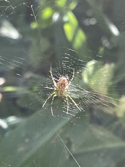 Mangora