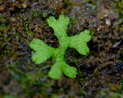 Riccia