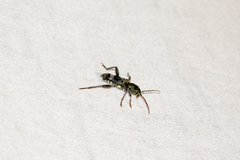 Xylotrechus colonus