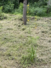 Echeandia michoacensis