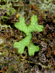 Riccia