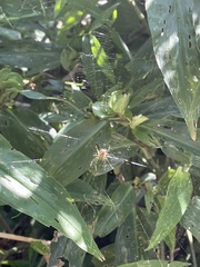 Mangora