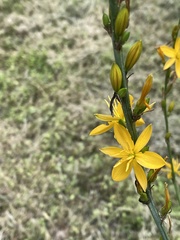 Echeandia michoacensis