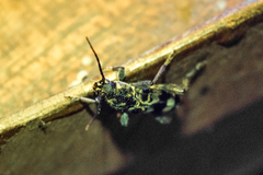 Xylotrechus colonus