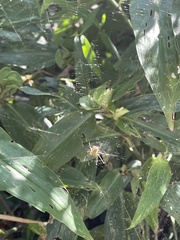 Mangora