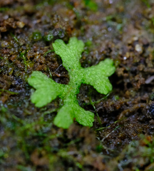 Riccia