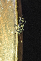 Xylotrechus colonus