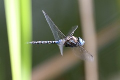 Rhionaeschna multicolor