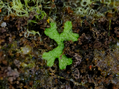 Riccia