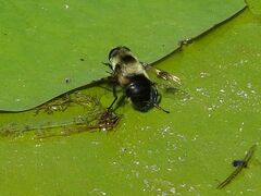 Eristalis anthophorina