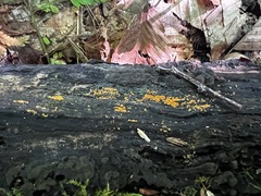 Hydropisphaera peziza