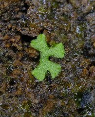 Riccia
