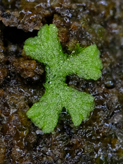 Riccia