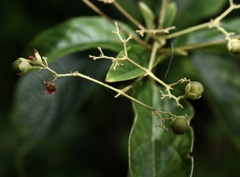 Clerodendrum cyrtophyllum
