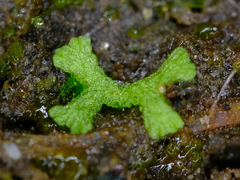 Riccia