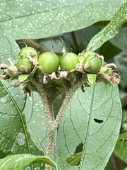 Solanum umbellatum