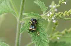 Cosmopepla decorata