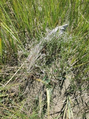 Limonium carolinianum