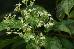 Clerodendrum cyrtophyllum