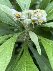 Solanum umbellatum