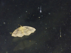 Lambdina fiscellaria