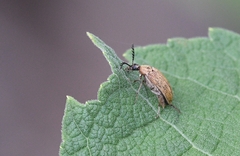 Trigonodera