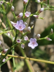 Limonium carolinianum