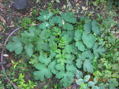 Heracleum sphondylium