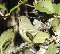Vireo huttoni