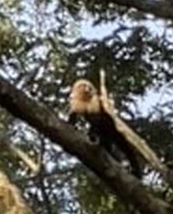 Cebus imitator