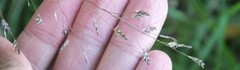 Eragrostis ferruginea