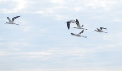 Recurvirostra americana