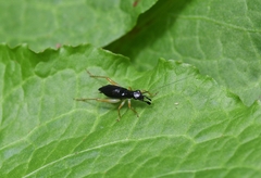 Phyllopalpus caeruleus