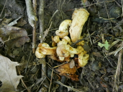 Desarmillaria caespitosa image