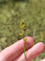 Carex elongata