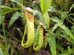 Nepenthes mirabilis