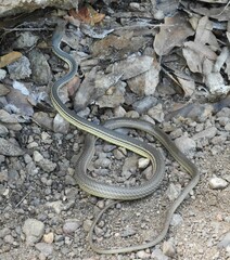 Masticophis bilineatus
