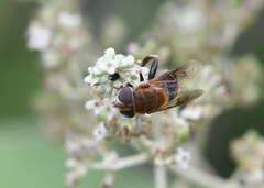 Palpada mexicana