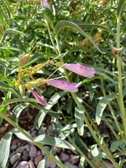 Penstemon lyallii