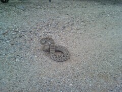 Crotalus atrox